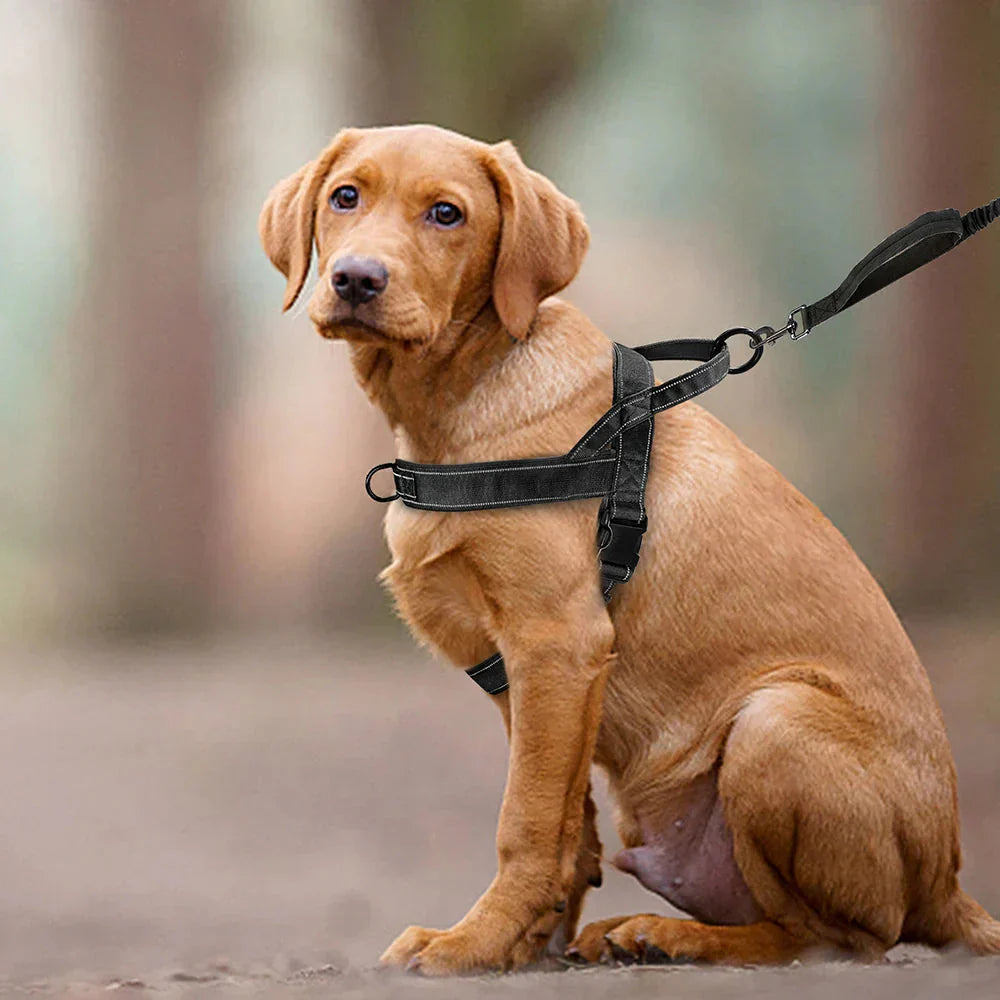 No-Pull Hundegeschirr mit Reflektordetails